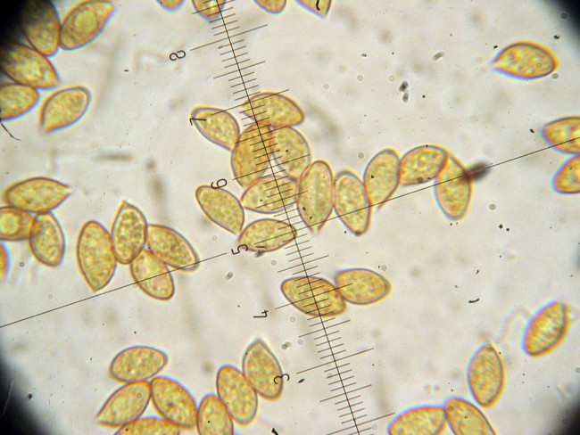 Cortinarius sp. (cfr. C. olidus)